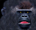 Gorilla♂