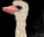 Ostrich♂