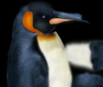 King Penguin