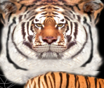 Bengal Tiger