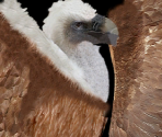 Vulture