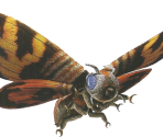 Mothra