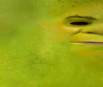 Shrek