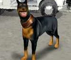 Killer (Doberman)