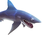 Mako Shark