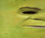 Shrek